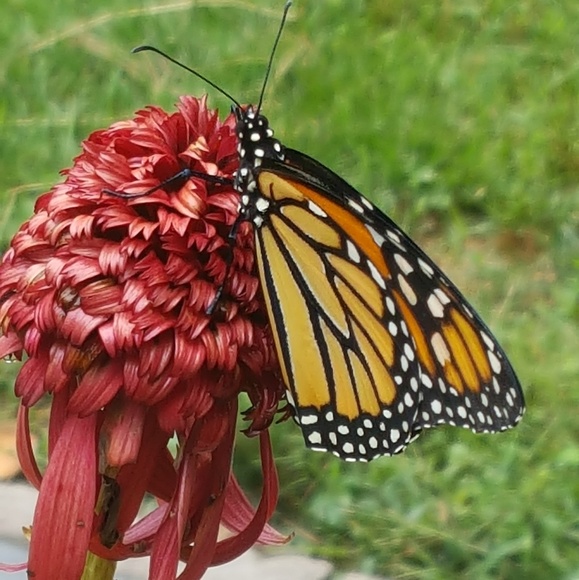 Meet your Posher, Teresa - Picture 1 of 16